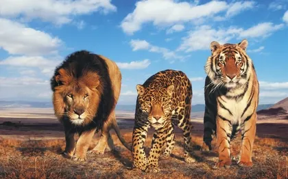 animals lions leopards bengal tigers 1440x900 wallpaper Art HD Wallpaper